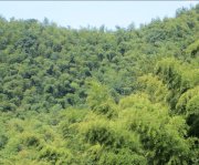 竹子的特點有哪些？